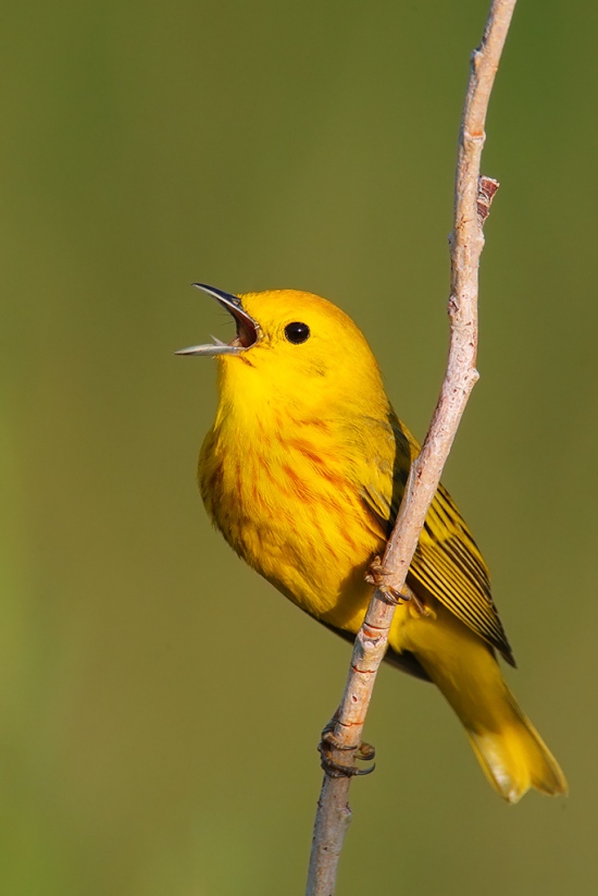 Singing yellow warbler