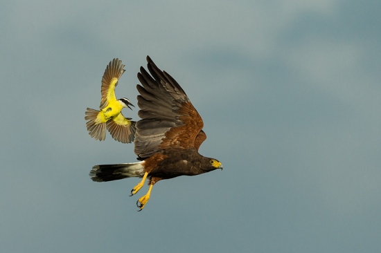 Kiskadee chasing Harris Hawk